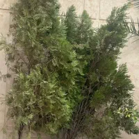 درخت سرو شیرازی