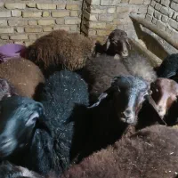 بره نر