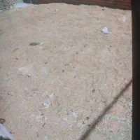 چلتوک برنج