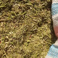 خار شتر تمیز حدود ۱تن گوسفند ها فروختم نیاز ندارم