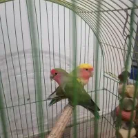 طوطی برزیلی نروماده|پرنده|هشتگرد, شهرک بعثت|دیوار