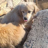 سگ پامر ماده حامله دوساله