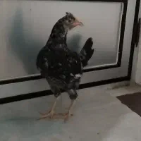 مرغ خروس محلی و گلین|حیوانات مزرعه|کردکوی, |دیوار