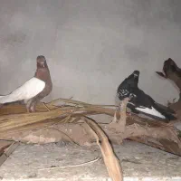 جفت  سینه ای ودورگ