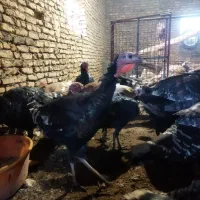 بوقلمون برنز|حیوانات مزرعه|مشهد, ویلاشهر|دیوار