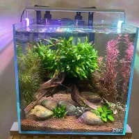 اکواریوم گیاهی حرفه او