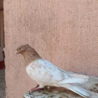 سه تا رنگه ماده|پرنده|مشهد, کارمندان دوم|دیوار