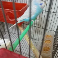 یک عدد مرغ عشق ماده انگلیسی به قیمت 1میلیون تومان|پرنده|تفت, |دیوار