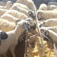 بره کره چاق|حیوانات مزرعه|کرمان, |دیوار