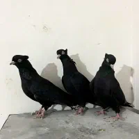 ۳عدد ماده زاغ چشم و نوک سفید|پرنده|داران, |دیوار