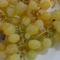 اجاره گیری انگور