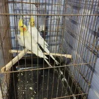 سه عدد لوتینو معاوضه با جفت لوتینو کار داده