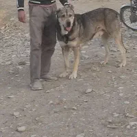 واگذاری گمشده|سگ|نوبران, |دیوار