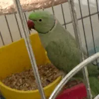 جفت مولد ملنگو به شرط|پرنده|مهران (ایلام), |دیوار