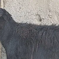 قوچ قره قزل