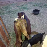 بز پاکستانی اصل شیرها هست