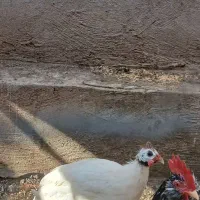 مرغ شاخدار و خروس گلین|حیوانات مزرعه|نمین, |دیوار