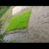باکس توم نشا هاشمی درجه یک