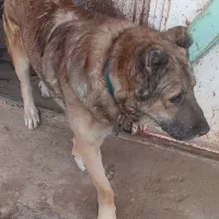 سگ سرابی ذات قدیم|سگ|بروجرد, |دیوار