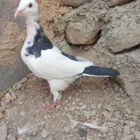 کفتر های پرشی|پرنده|شیروان (خراسان), |دیوار