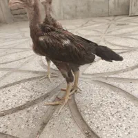 جوجه خروس لاری