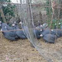 مرغ شاخدار در حال تخم