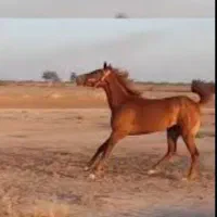 اسب|اسب و تجهیزات اسبسواری|دزفول, |دیوار