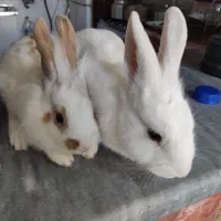 خرگوش نروماده|موش و خرگوش|مهاباد (آذربایجان غربی), |دیوار