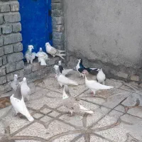 کبوتر|پرنده|نیشابور, فضل|دیوار