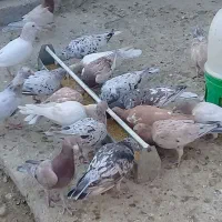 کبوتر نامور