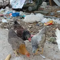 مرغ|حیوانات مزرعه|جم, |دیوار