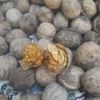 گردو