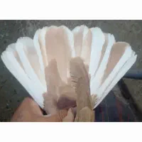 کفتر سوراخ زرد دمسفید و سینه سیاه