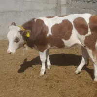 گوساله ماده سیمینتال