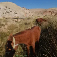 حیوان|حیوانات مزرعه|ایذه, |دیوار