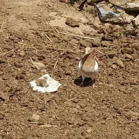 کبوتر تهرانی