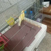 یدونه قناری نر