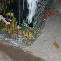 خرگوش|موش و خرگوش|نجف‌آباد, یزدانشهر|دیوار