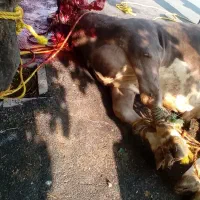 ذبح سلاخی گاو گوسفند|خدمات پذیرایی، مراسم|خوی, |دیوار