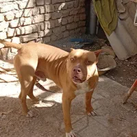 پیت بول|سگ|نیشابور, شهرک قدس|دیوار