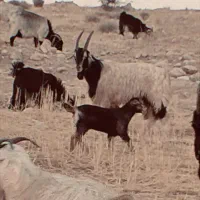 سه عدد کهره دوبوری|حیوانات مزرعه|دوگنبدان, |دیوار