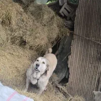 سگ ماده پژدر عراقی