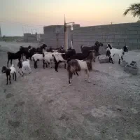 بزمحلی|حیوانات مزرعه|رامهرمز, |دیوار