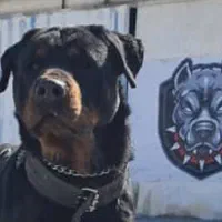 روت وایلر آمریکن دوبرمن اروپایی توله با برگه اصالت|سگ|تهران, اقدسیه|دیوار