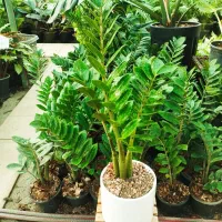 زاموفیلیاسبز،گل و گیاه آپارتمانی