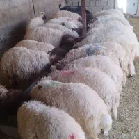 بره شیری سفید صادراتی