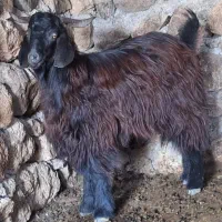 بز نر تکه چاق