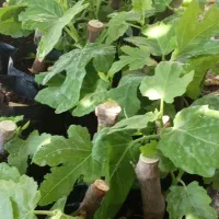 نهال انجیر چهار فصل بنفش|گل و گیاه طبیعی|پلان, |دیوار