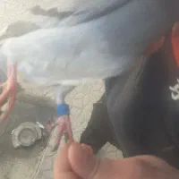 کبوتر|پرنده|اردبیل, |دیوار