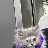 گربه بریتیش اسکاتیش|گربه|کرج, جهانشهر|دیوار